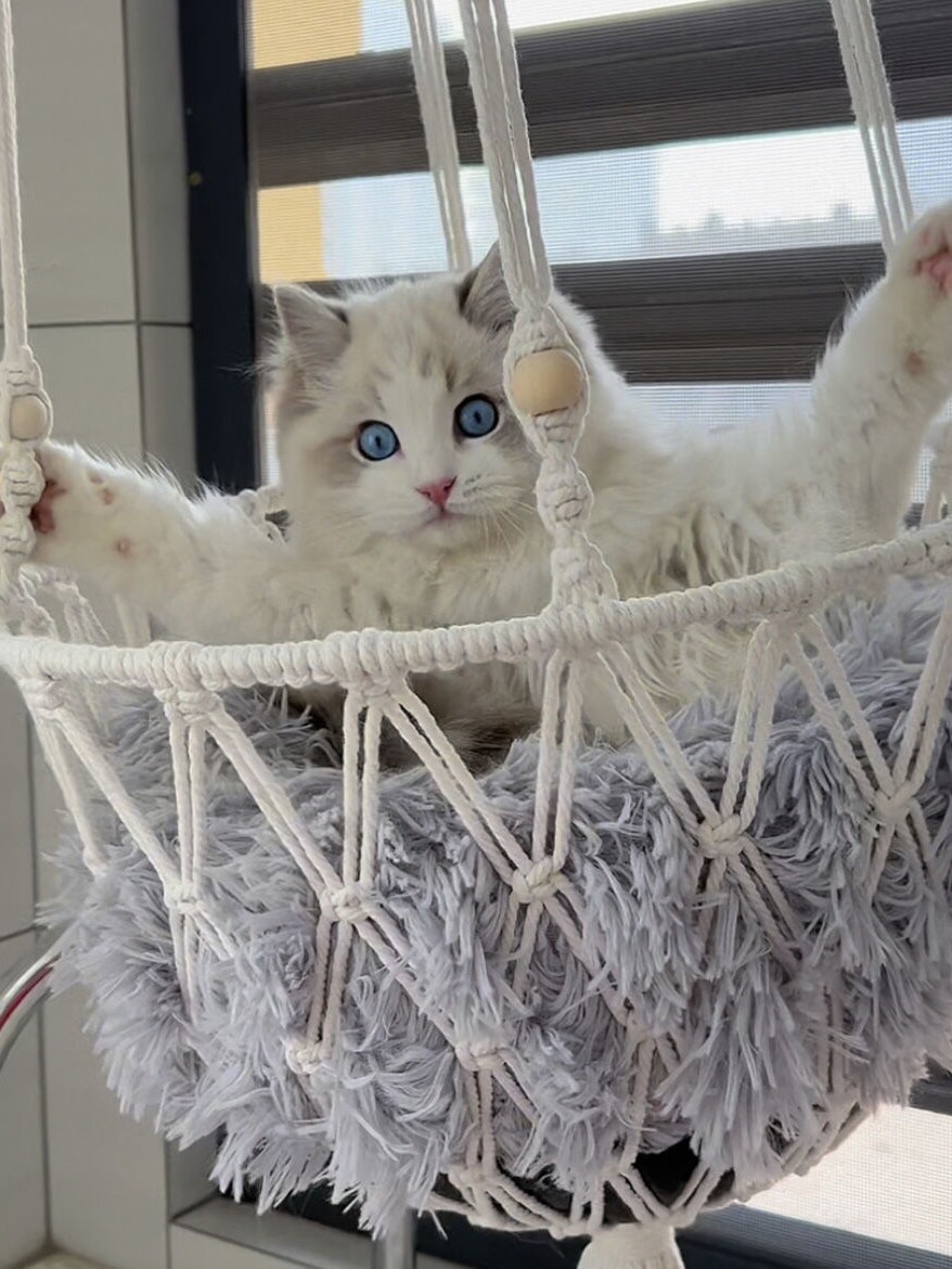 Cuccia Amaca per Gatti Fatta a - Woven Wall Basket recensione e prezzo